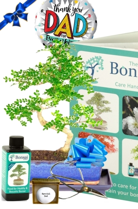 Father's Day Plant Gifts | Save 25% off of our Outstanding Aromatic Pepper Indoor Bonsai Kit!