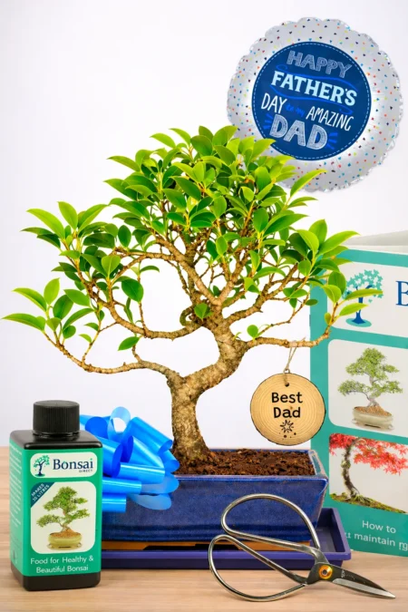 A Fun Father’s Day Gift – The Easy-Going Ficus Bonsai
