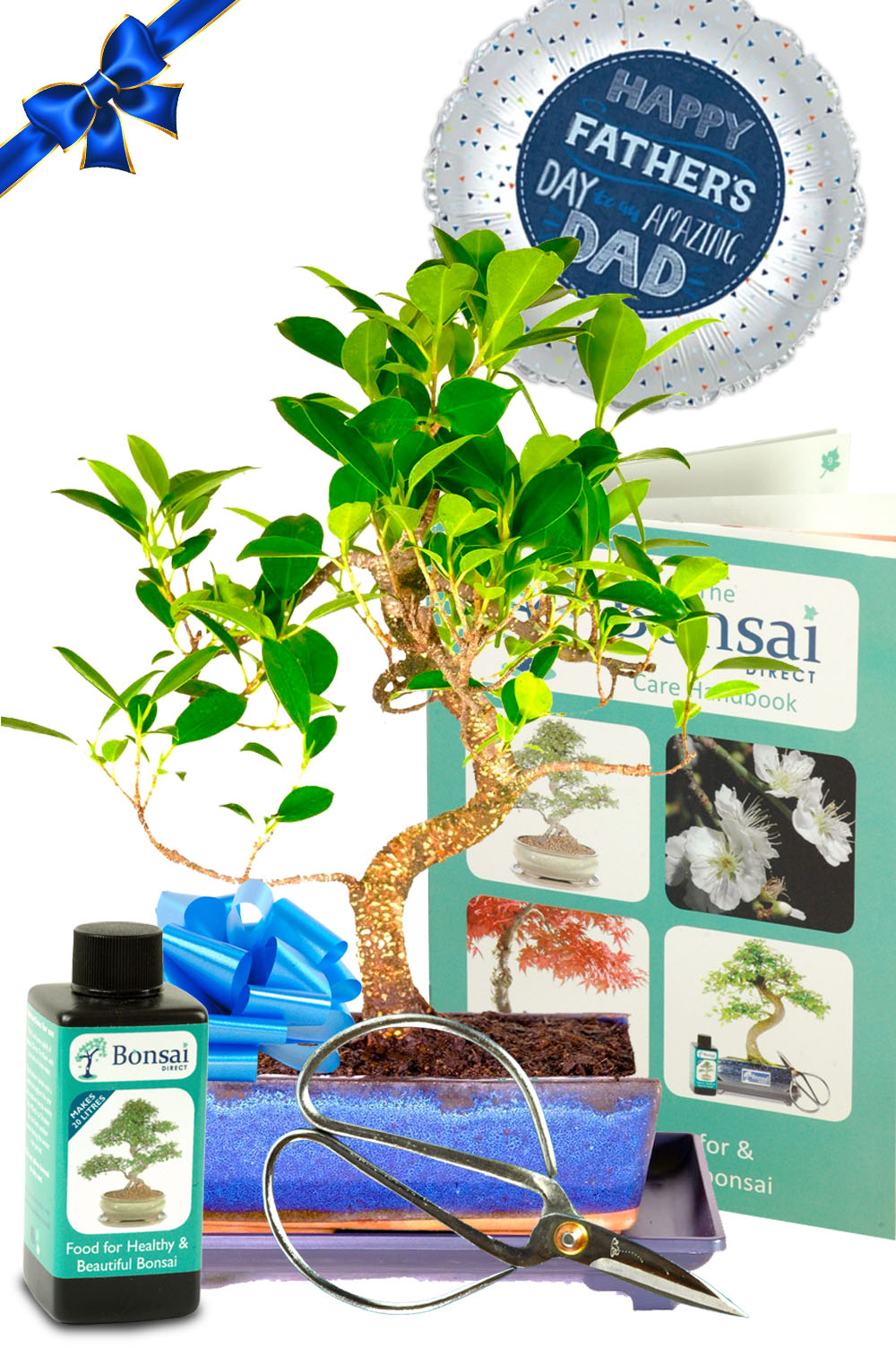12 Year Old Beginners Indoor Ficus Bonsai - Easy Care Father's Day Gift!