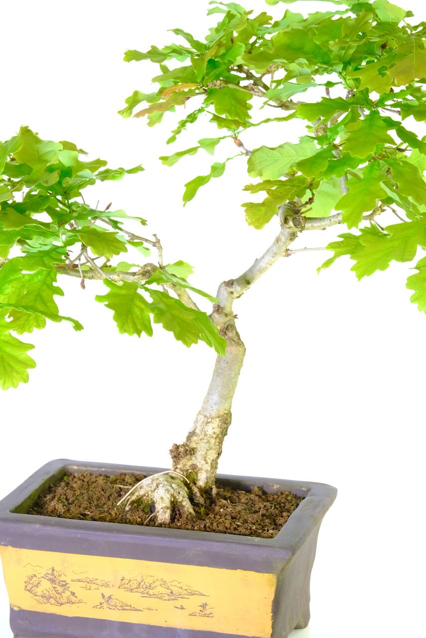 I love the root flare and landscape theme on the box