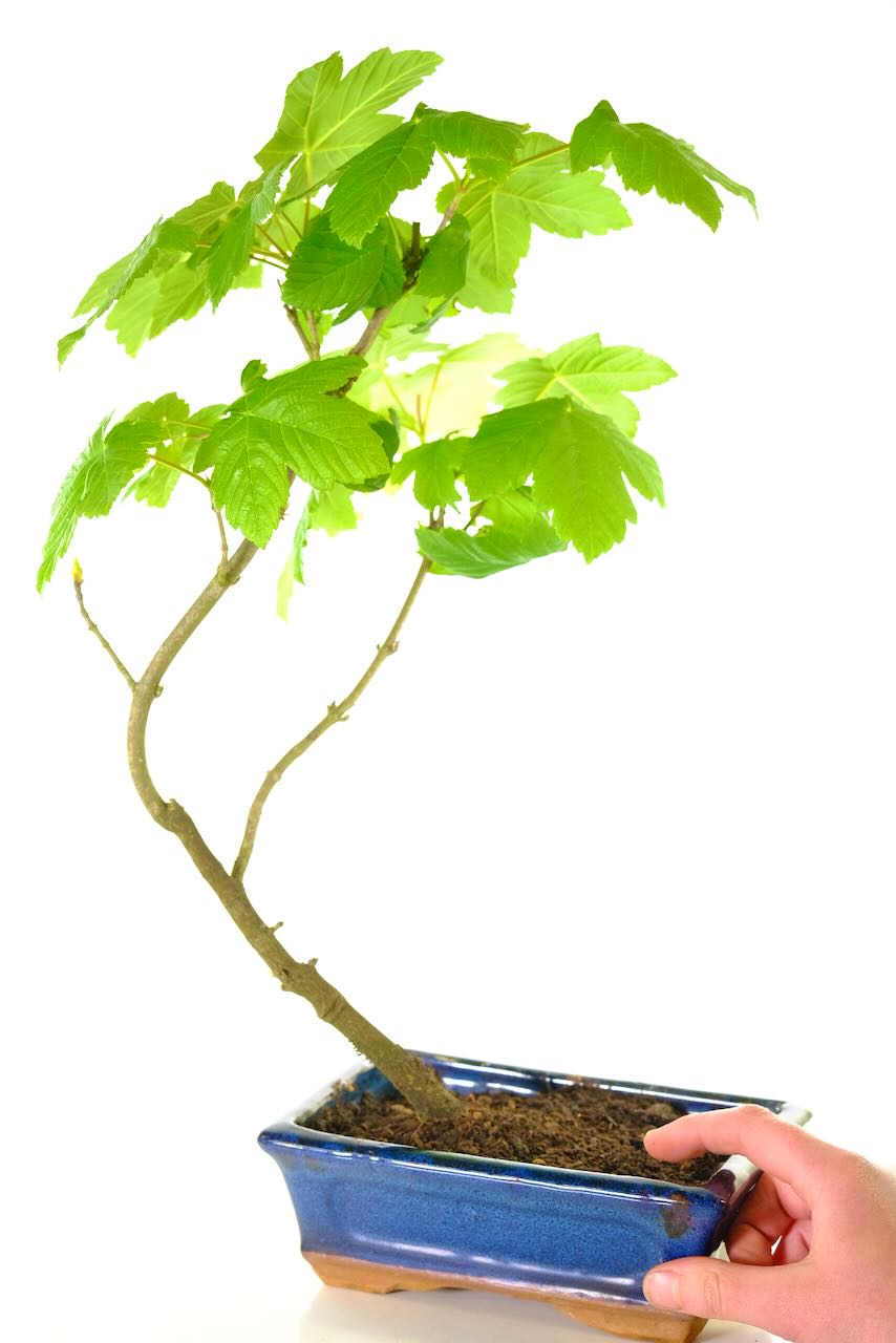 Sycamore Bonsai Sapling/Seedling