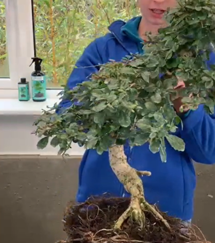 Part 2 of Holly & Lloyd's big repot!