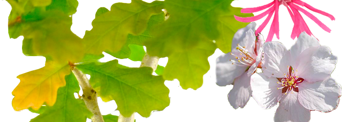 Bonsai tree seedlings for sale