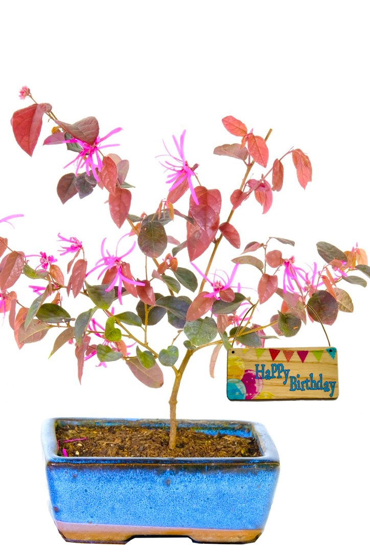 Happy Birthday Bonsai Tree Gift | Purple leaved starter bonsai tree