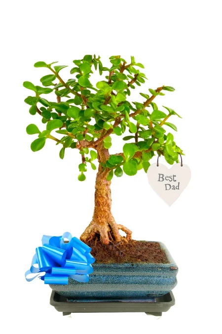 Unusual Plant Gifts for Dad That Are Easy, Stylish, and Full of Meaning