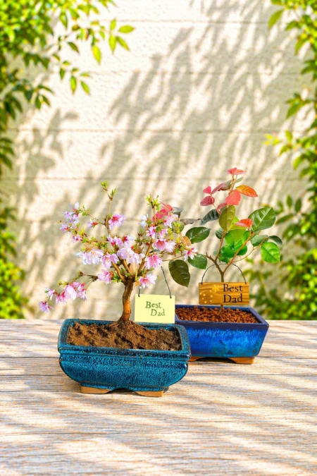 Father's Day Flowering Bonsai Duo - The Cherry Blossom & Chinese Blush Tree