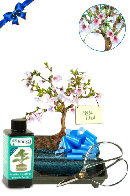 Gifts for Dad | Flowering Cherry Blossom Bonsai Tree Beginners Kit