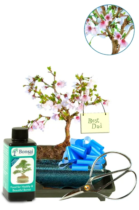 Cherry Blossom Bonsai Tree – The Perfect Gift for Dad
