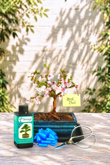 Cherry Blossom Bonsai Tree – The Perfect Gift for Dad