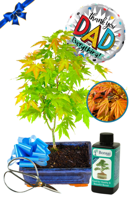 Father's Day Orange Dream Maple Bonsai Starter Kit
