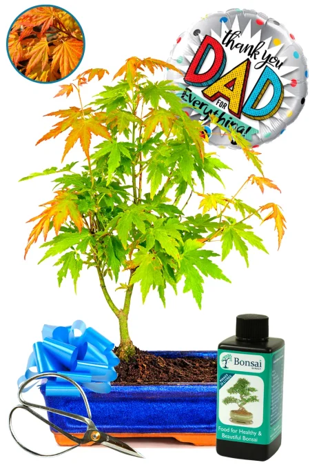 Father's Day Orange Dream Maple Bonsai Starter Kit: A Beautiful Symbol of Grace with Pretty Fluttering Leaves