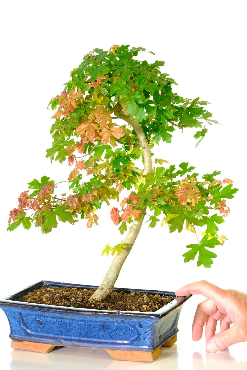 Comes potted in a navy blue ceramic pot