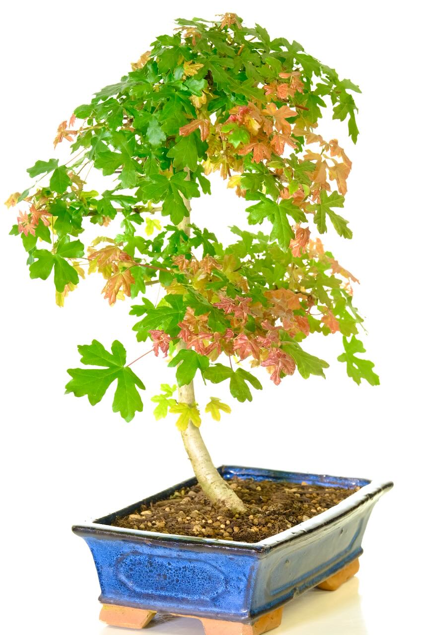 Excellent trunk structure with powerful presence