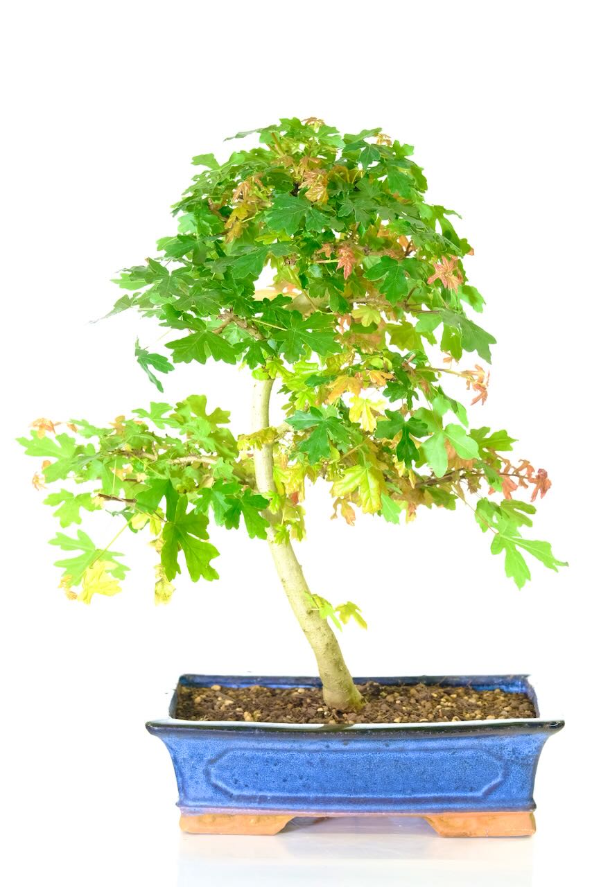 FREE fast delivery throughout the UK including Hampshire, Essex and Buckinghamshire