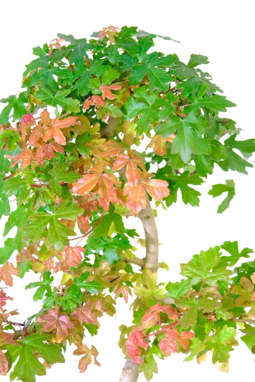 Phenomenal leaf colour variation