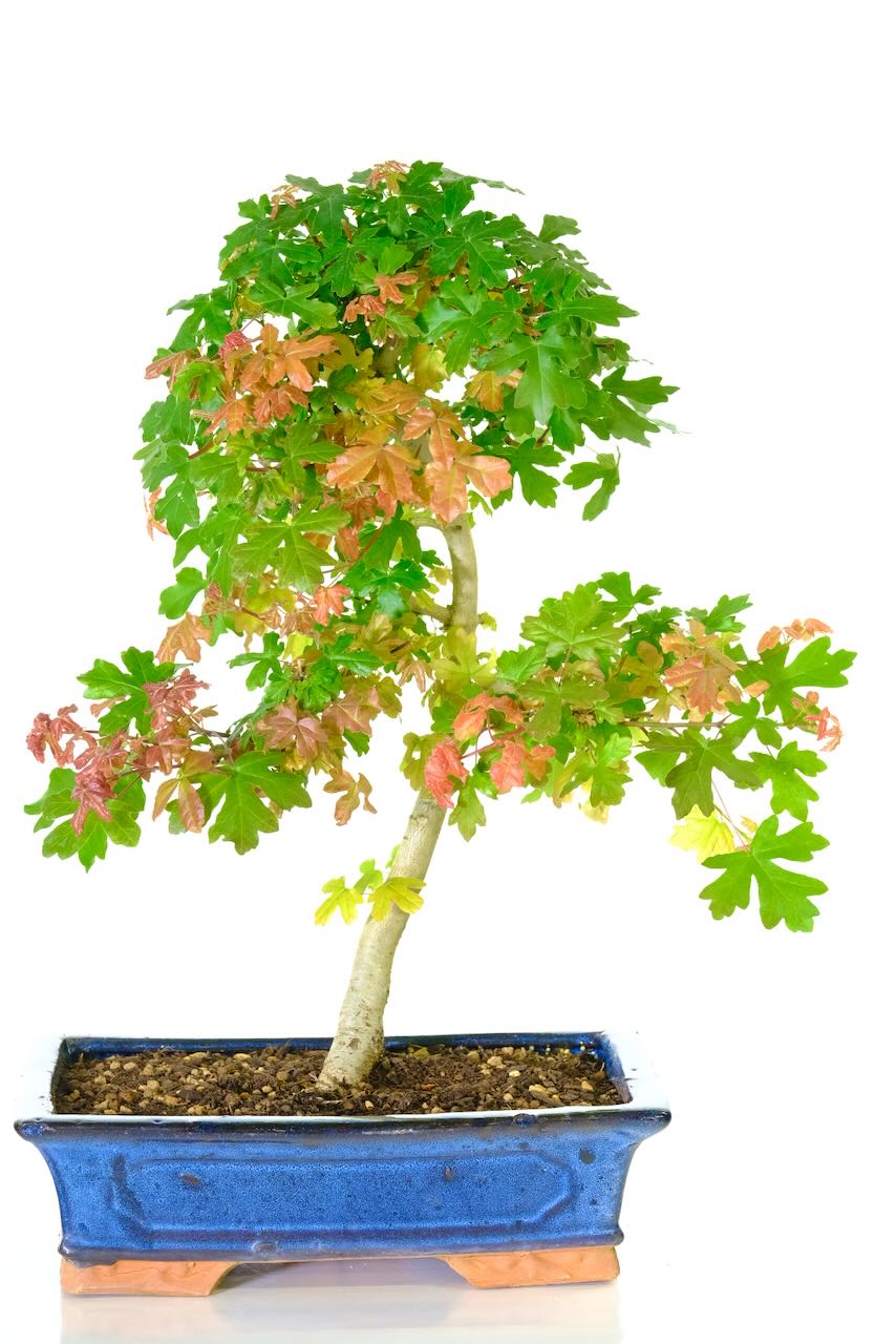 Sensational English Maple outdoor bonsai tree (Acer campestre) for sale