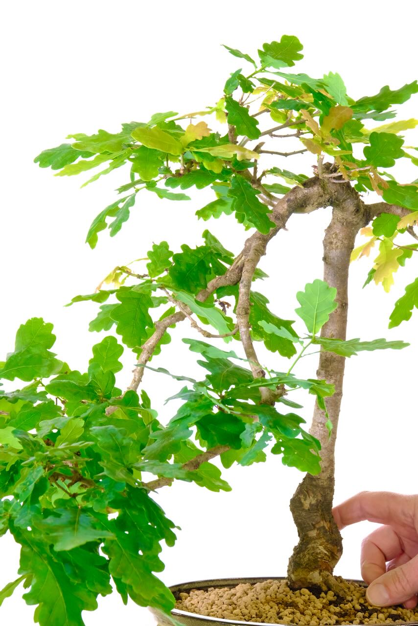 Strong commanding trunk design on this Oak bonsai tree