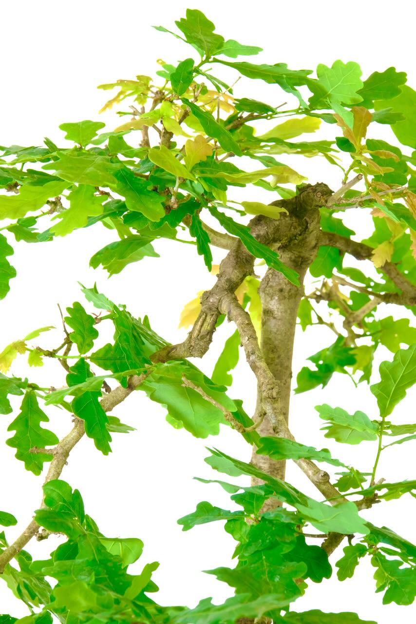 Close up of the trunk and leaves