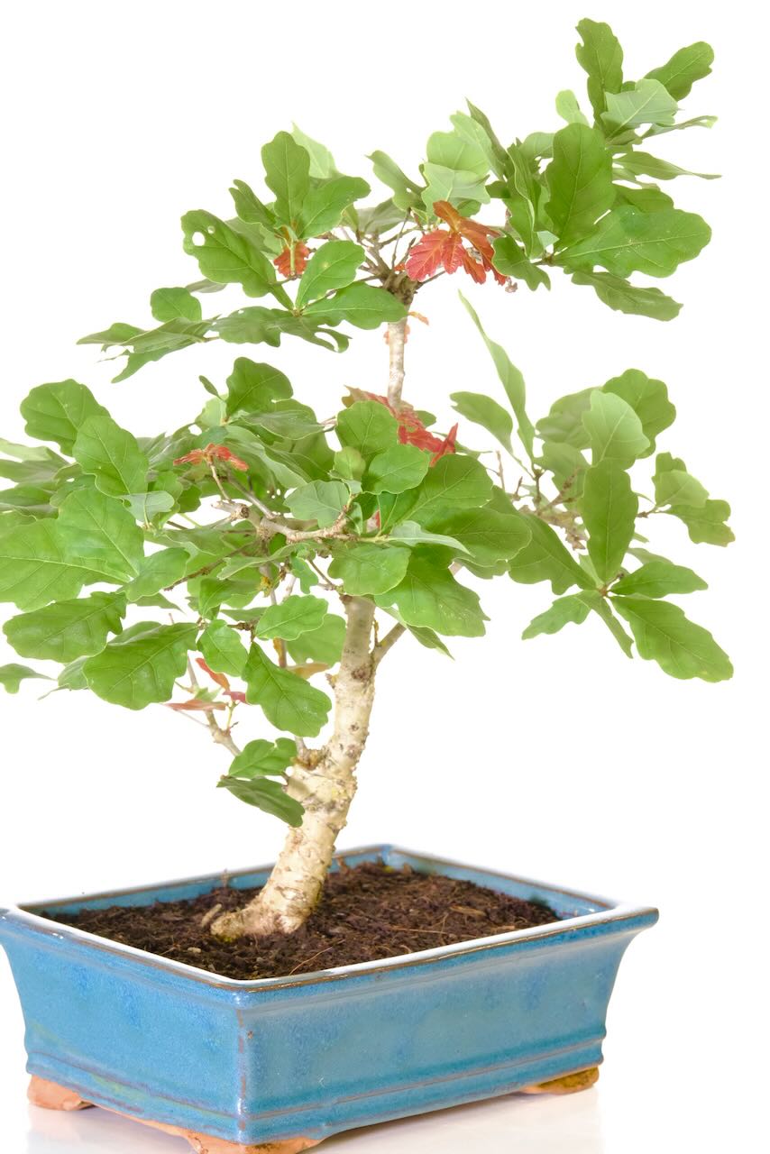 Pretty oak bonsai with character trunk & beautiful colours