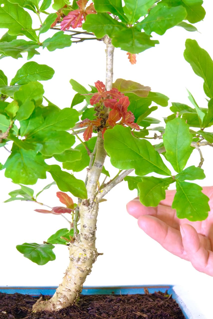 Showing the wonderful colours of the Oak leaves