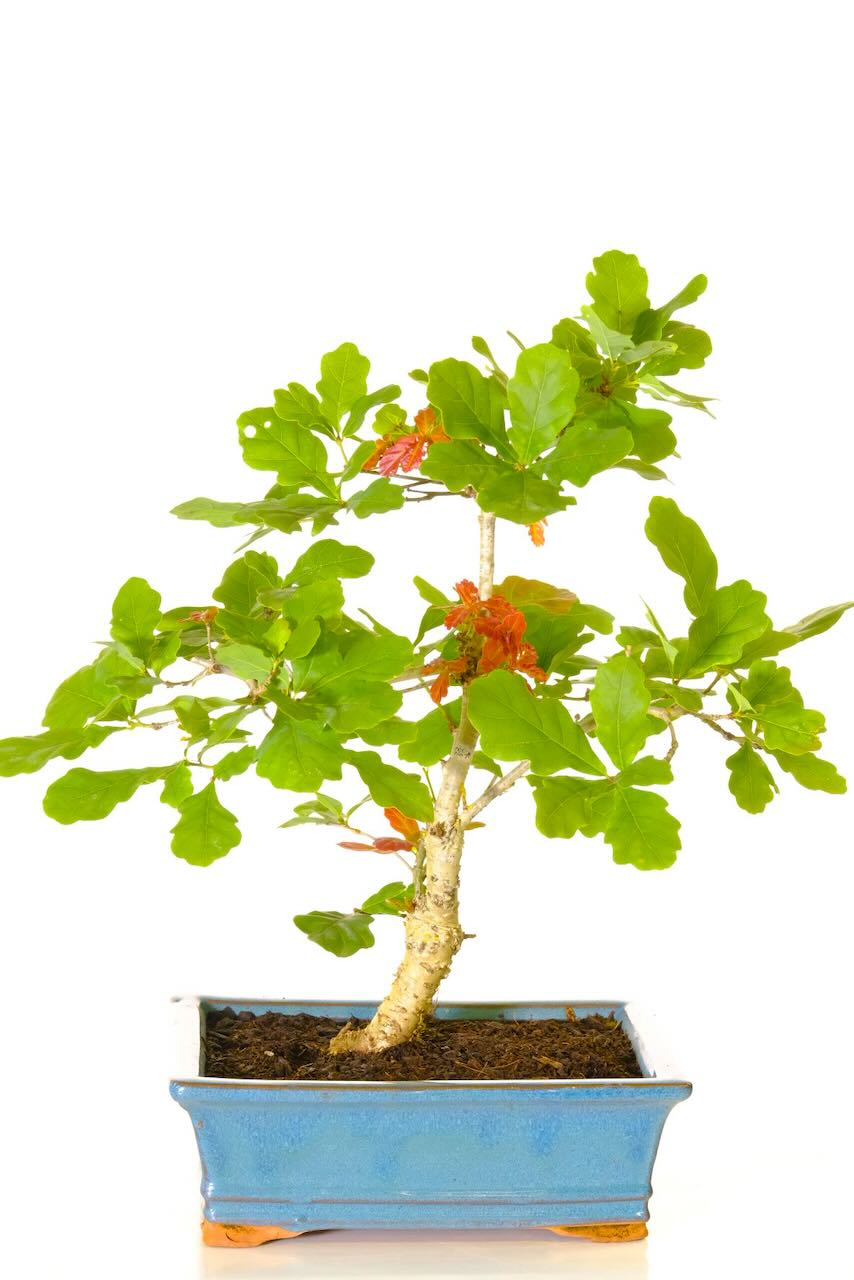 English Oak Hardy bonsai tree for sale in sea-blue ceramic pot