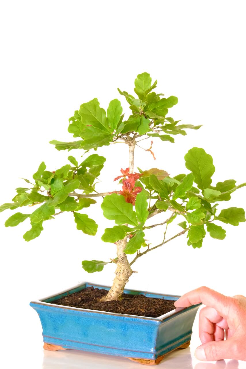 The lower trunk of this Oka tree bonsai oozes character & beauty