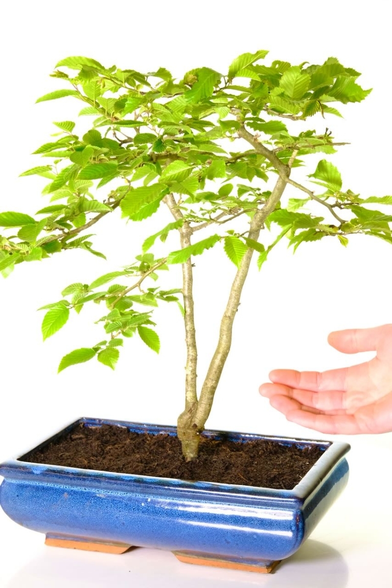 Hornbeam Bonsai | Pretty veined leaves & Twin Trunks