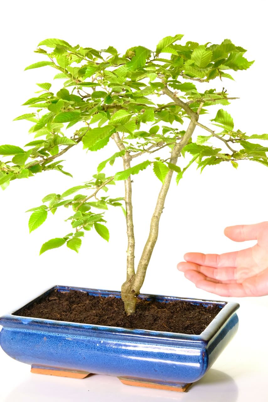 An absolute bargain of a Bonsai with free delivery available to most of the UK
