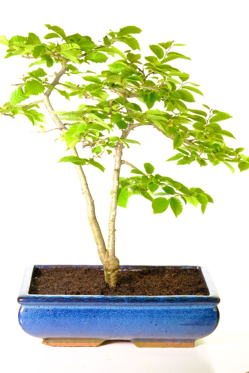 The taper on the trunks of this twin outdoor bonsai tree exceptional