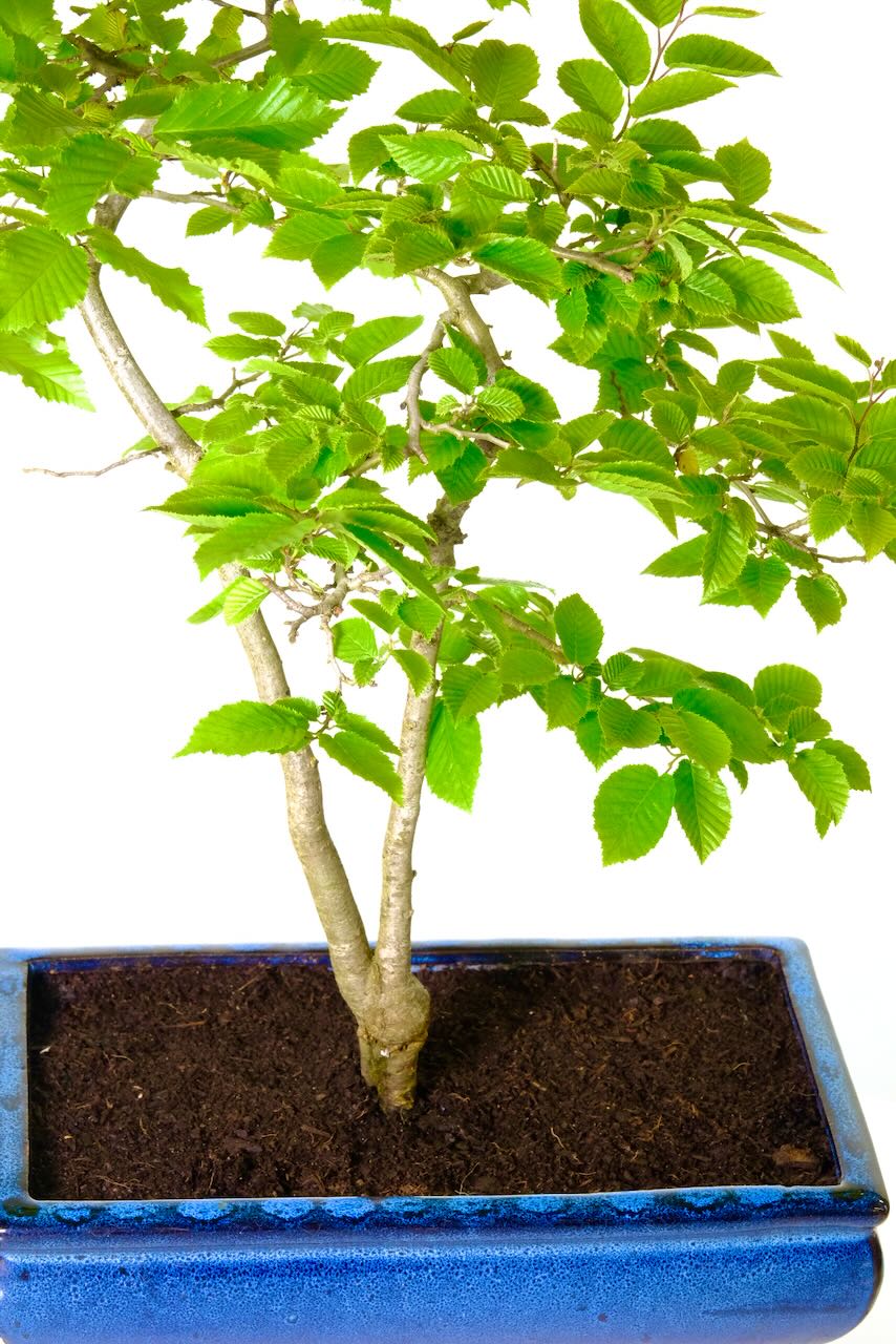 Hardy mature Hornbeam Bonsai in traditional blue