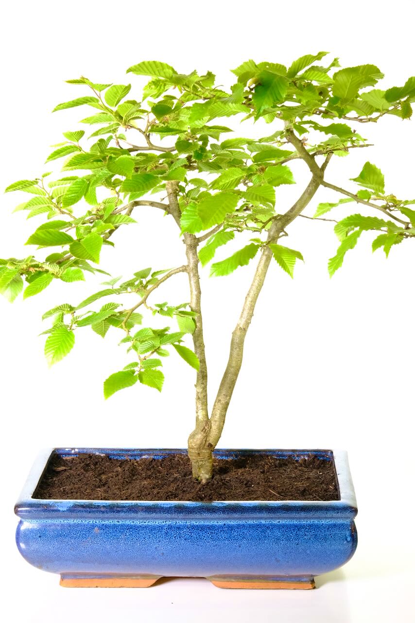 Twin trunked Hornbeam bonsai tree-so elegant