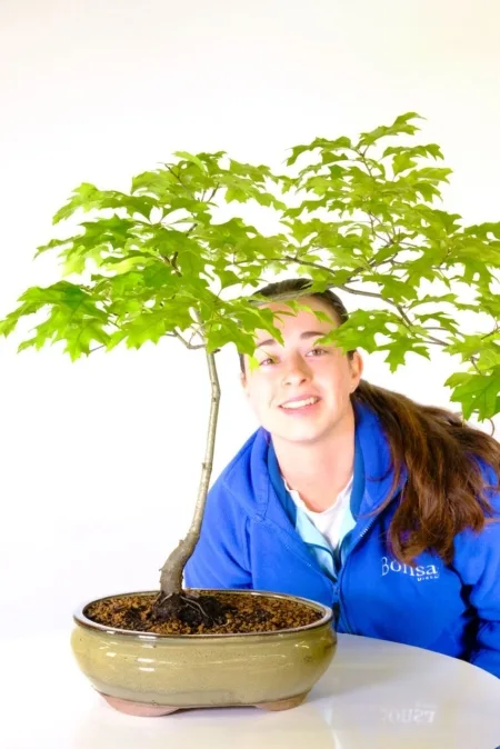 Large impressive red Oak Bonsai tree in olive green oval pot