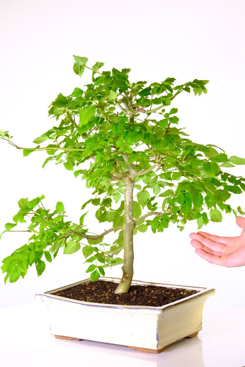 FREE fast delivery available - choose the date at the checkout