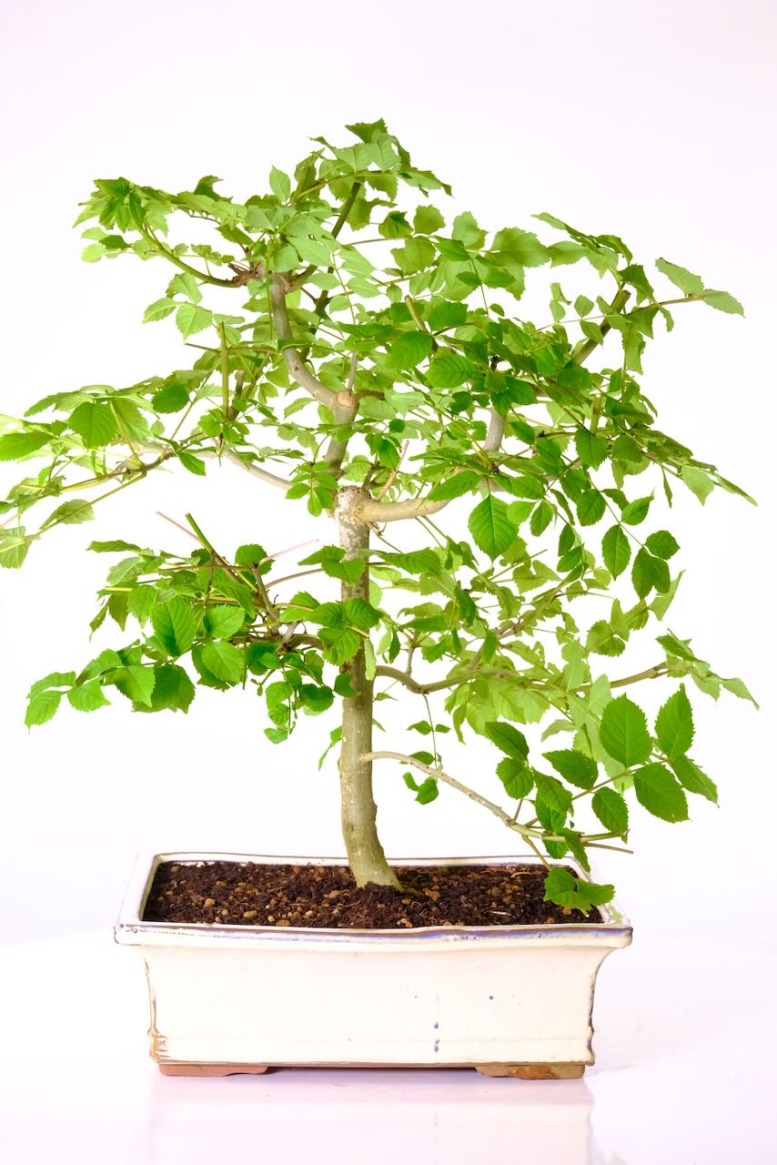 Very large Ash hardy bonsai tree with strong stature