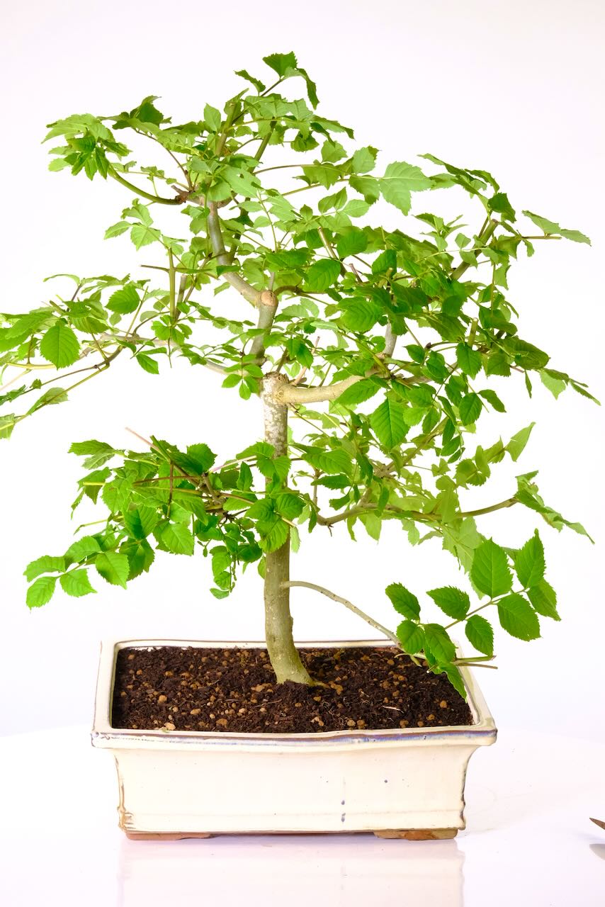 15 year old Ash bonsai tree | Native hardy British bonsai for the garden