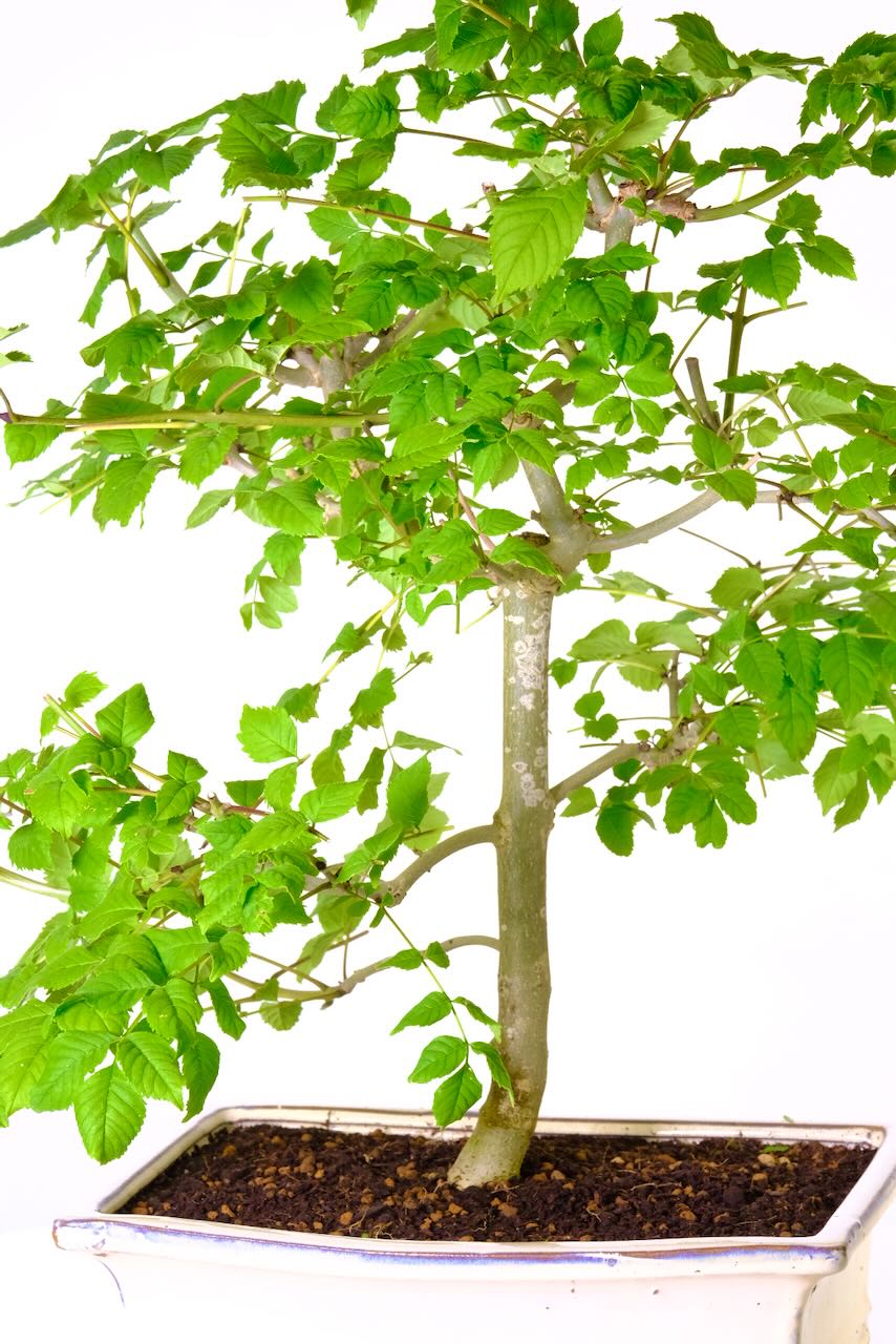 Informal upright trunk bonsai tree for sale