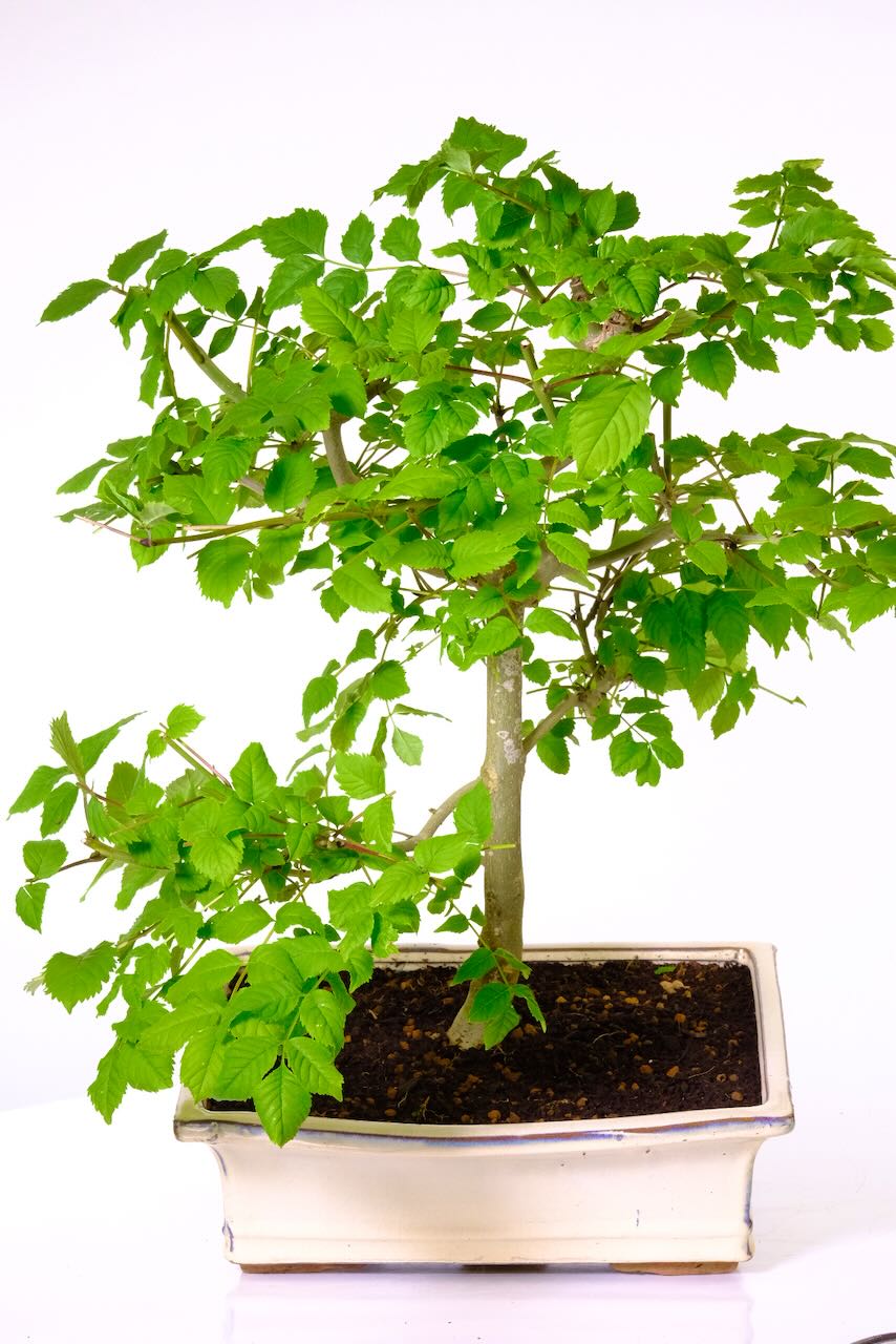 Fast growing Ash bonsai tree - a great representation of a woodland tree