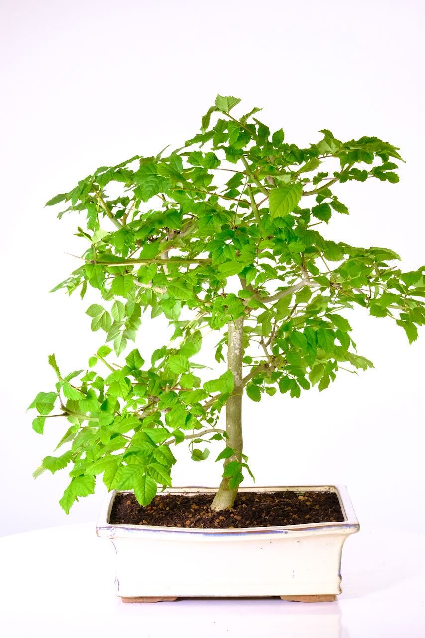 Ash Bonsai (Fraxinus) in tasteful clean pot - easy to care for