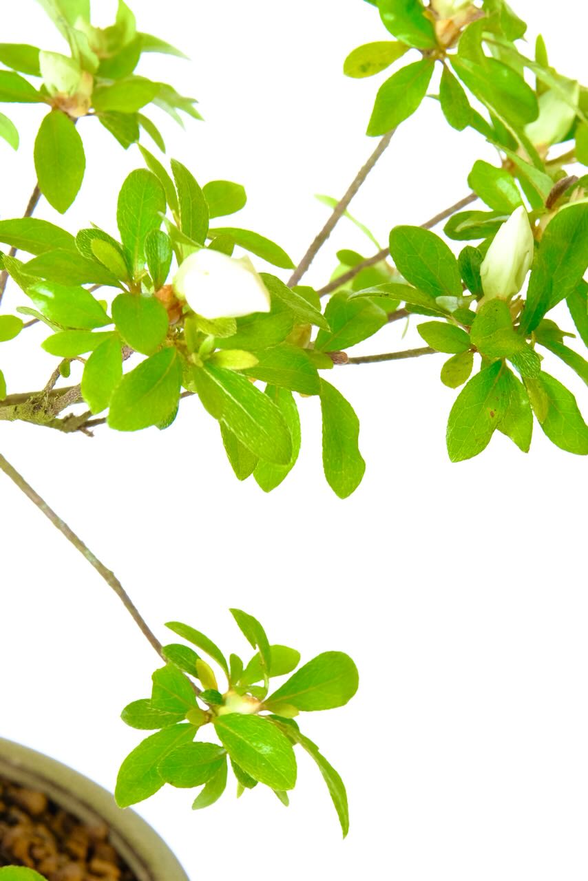 This image shows the buds of the flowers just opening