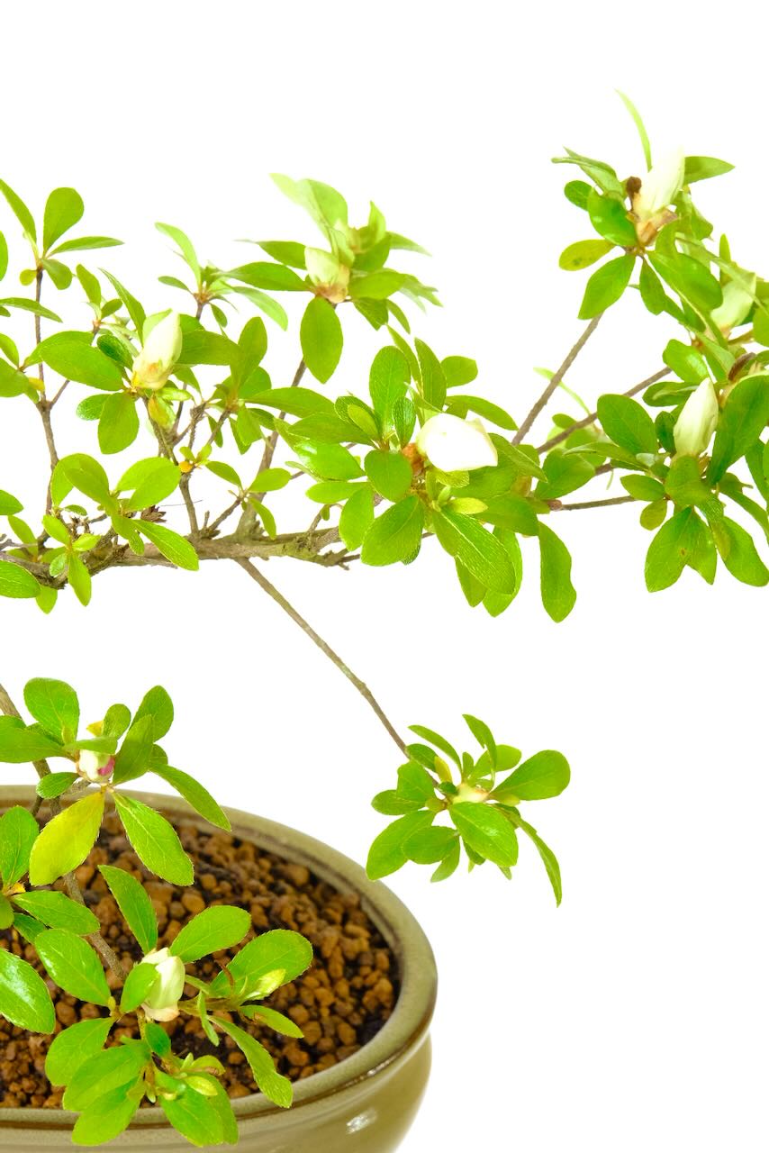 The Bonsai will have white blooms, pink blooms, and bi-tone flowers also