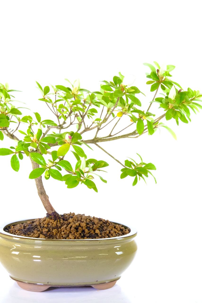 An elegant semi Evergreen satsuki Azalea to grow on and develop