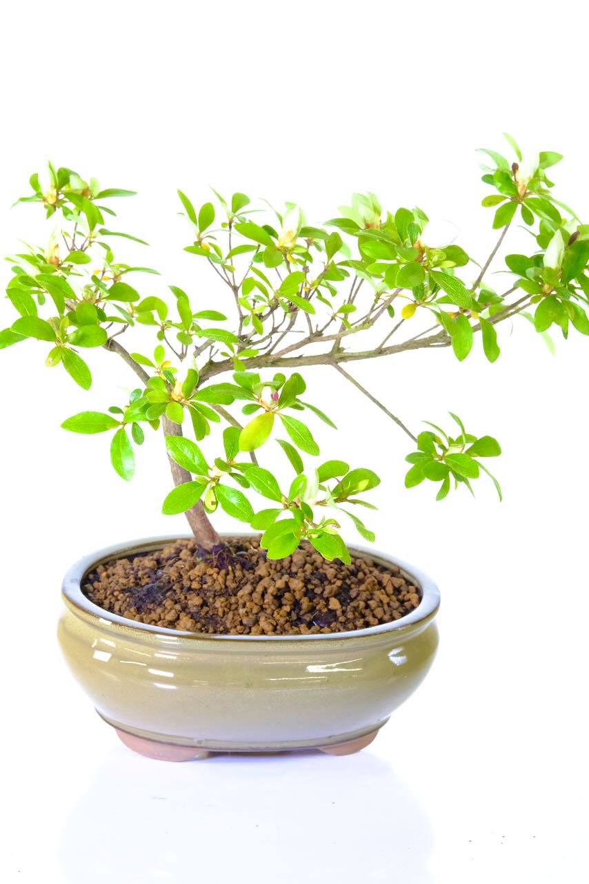 Sweeping Satsuki Azalea bonsai tree with bi-tone pink and white flowers