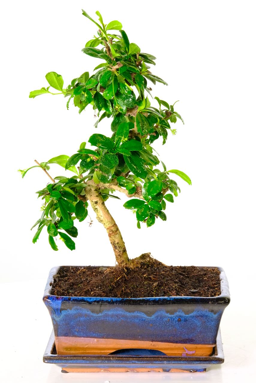 The bonsai tree which symbolises love & devotion