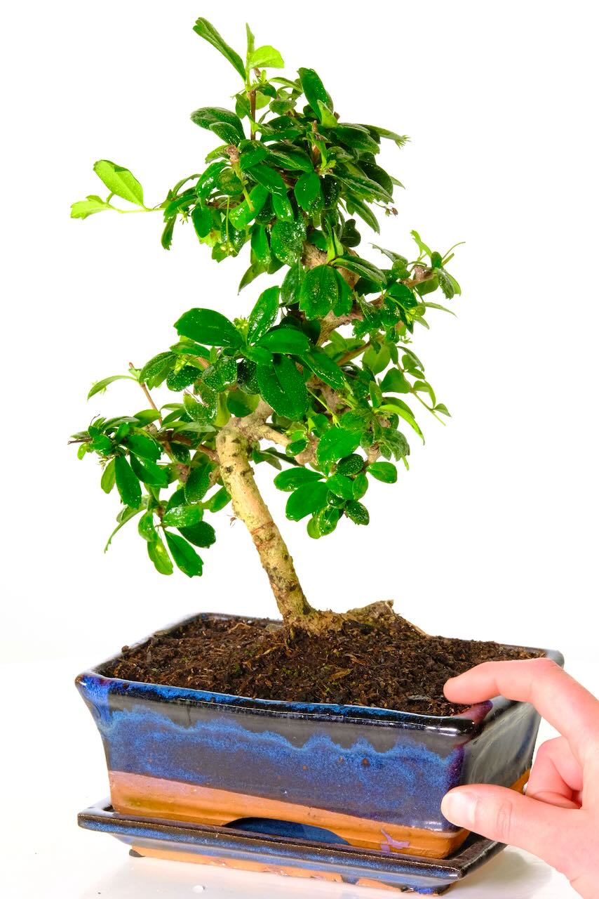 Fukien tea - individually photographed with matching blue ceramic drip tray