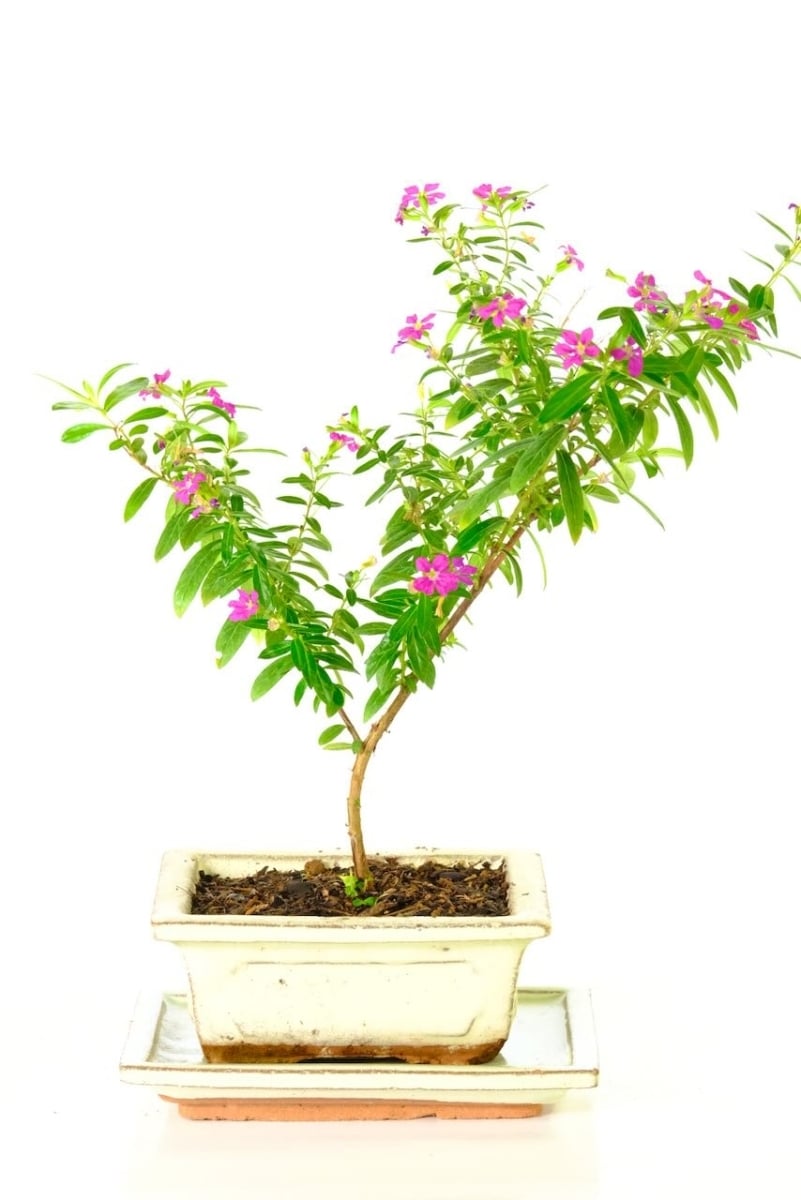 Purple blossom starter bonsai tree for sale in cream pot