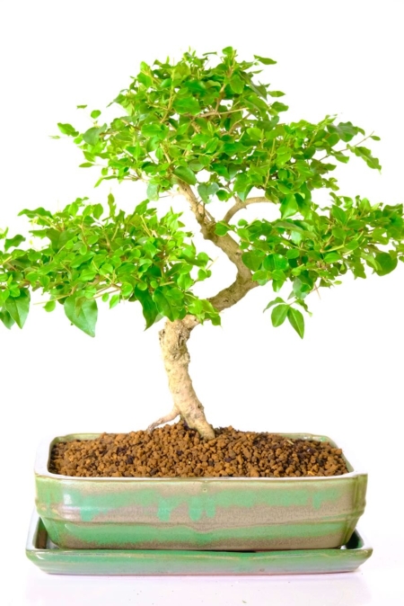 Special Ligustrum sinense bonsai tree for sale in apple green pot