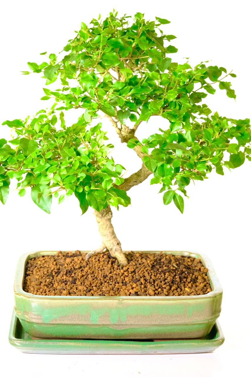 Lush foliage pads with supreme styling