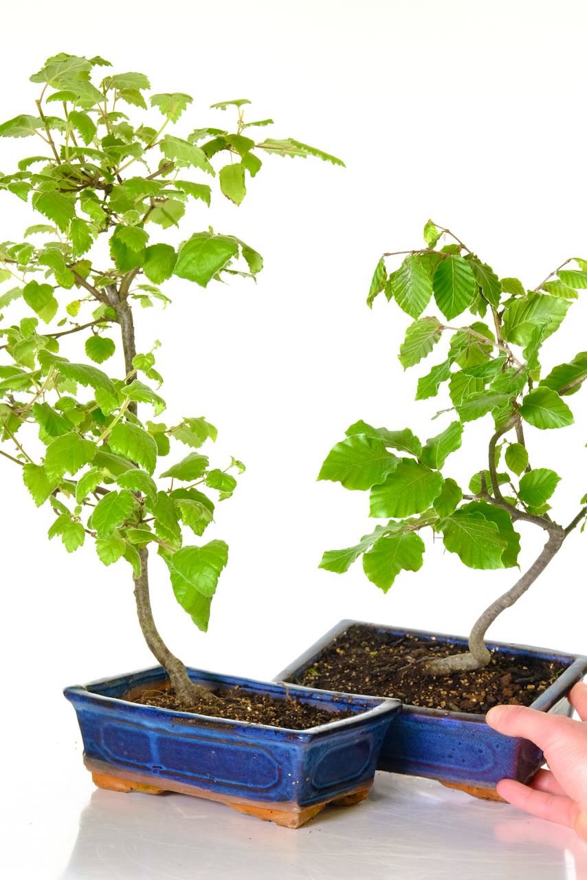 Starter Silver Birch & Beech Bonsai Saplings | Fluttering Leaves