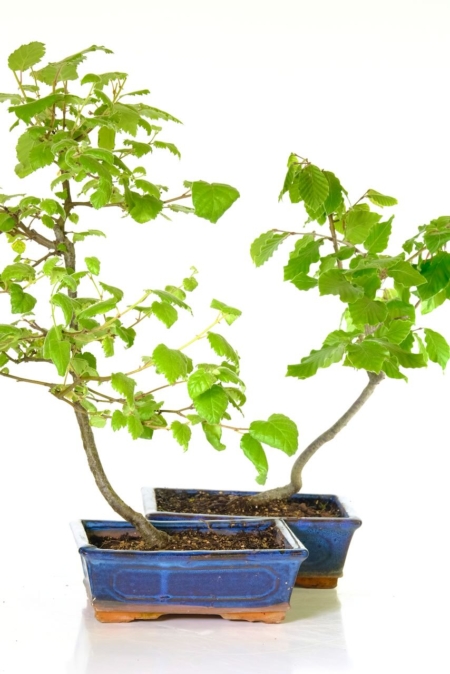 Starter Silver Birch Tree & Beech Twin Pack : Pretty Silvery Bark & Fluttering Leaves