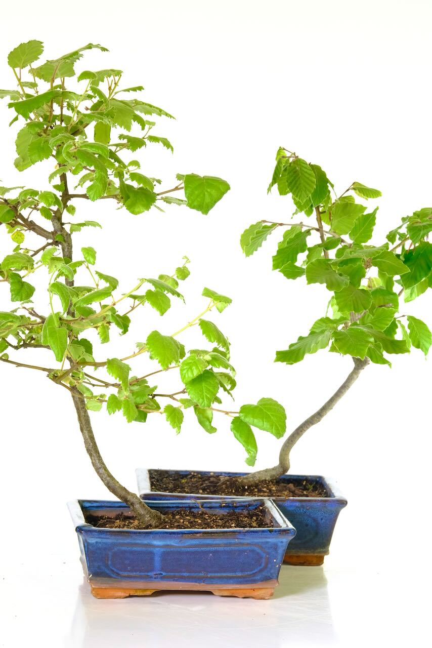 Starter Silver Birch Tree & Beech Twin Pack : Pretty Silvery Bark & Fluttering Leaves